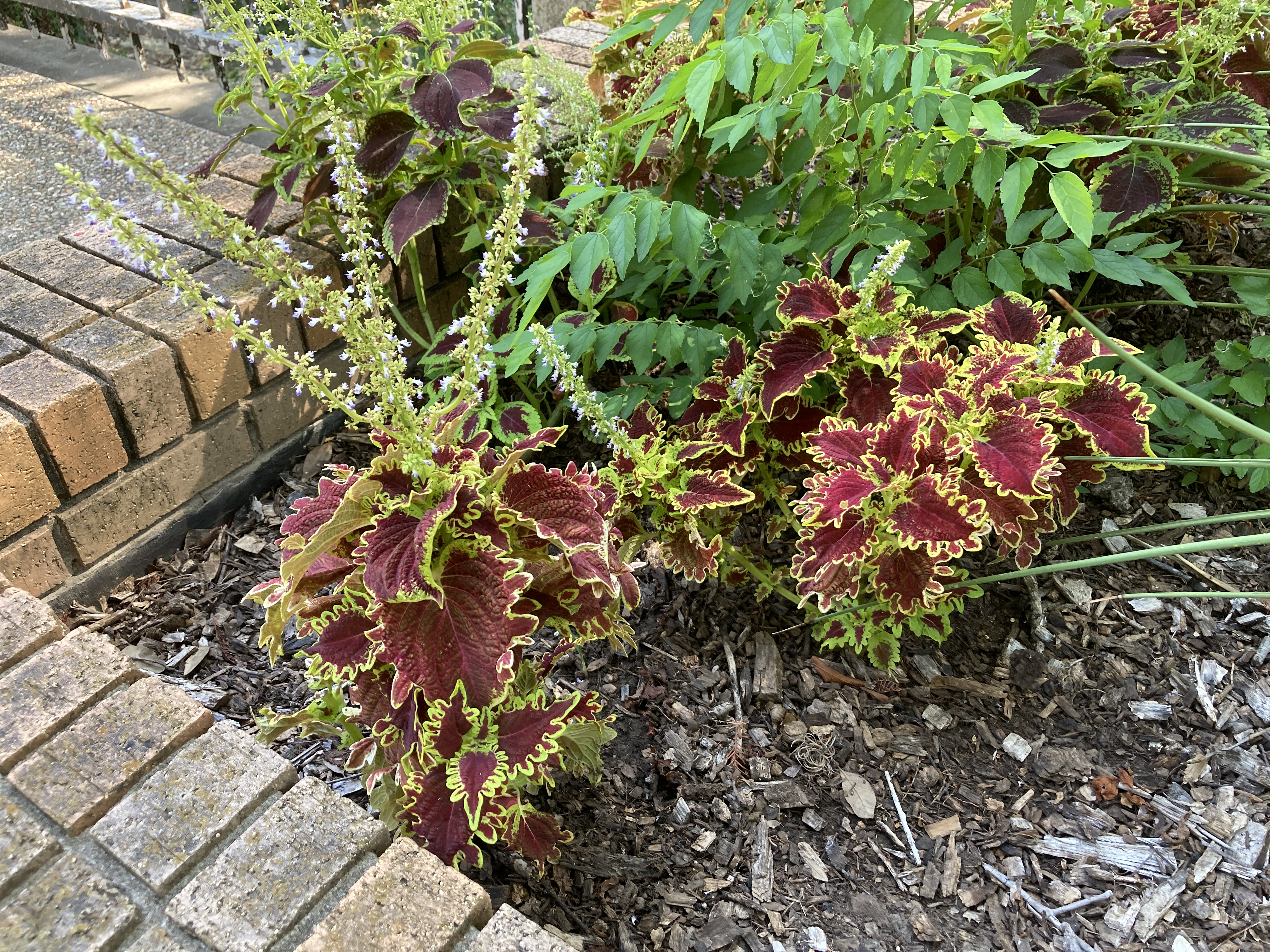 A picture of Coleus